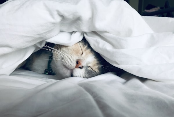 睡眠養生